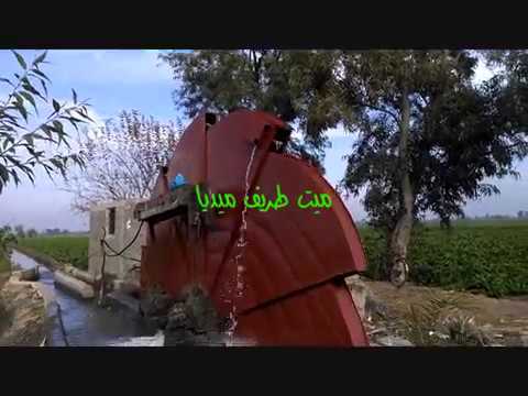 هدير السواقي وصوت تدفق المياه والطبيعة الجميلة في ميت طريف ريف المنصورة