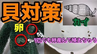 【貝対策】アクアリウム水槽やビオトープに大量発生する貝の駆除・対策方法について