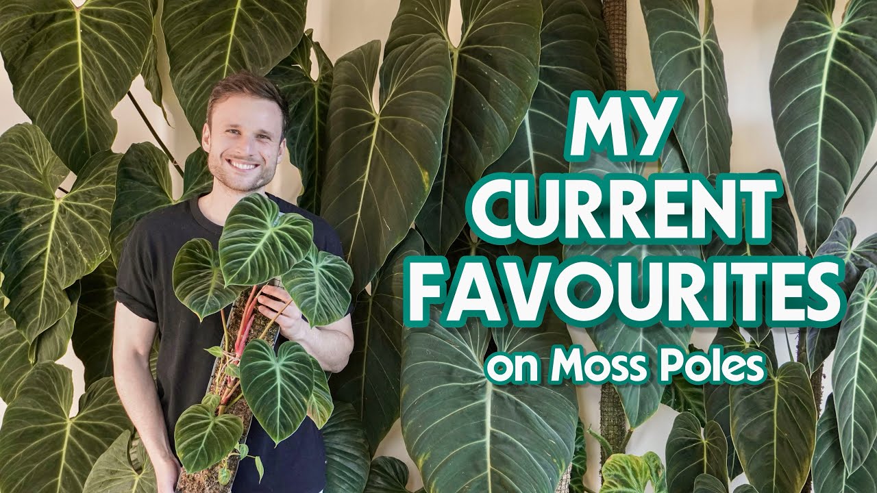 МОИ 10 ЛУЧШИХ РАСТЕНИЙ НА МШЕВЫХ ШТАНГАХ - сентябрь 2023 г.