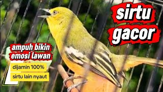 Burung Sirtu / Cipow Gacor Full Isian 100% Ampuh Bikin Lawan Nyaut‼️