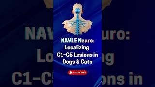 Navle Neuro Localizing C1C5 Lesions In Dogs & Cats
