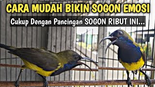 CARA MUDAH MENAIKKAN EMOSI SOGON CUKUP DENGAN SUARA SOGON RIBUT INI