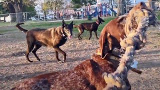 Belgian Malinois Pays The Price For Getting Too Close To My Dog At Dog Park by Bodhi's World 821 views 2 months ago 8 minutes, 58 seconds