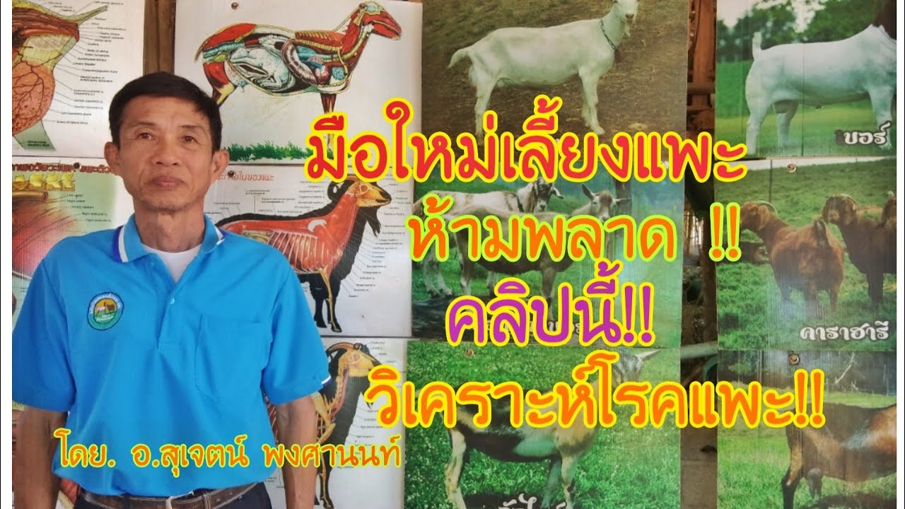 วิเคราะห์โรคแพะ! มือใหม่เลี้ยงแพะ ห้ามพลาด!! โดย.อ.สุเจตน์ พงศานนท์ #กานฒ์แสงทองมีเดียChannel