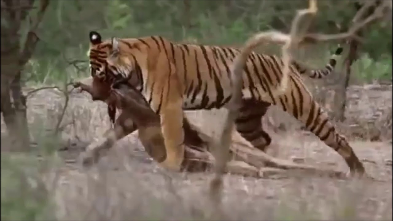 The Tiger s Diet - YouTube