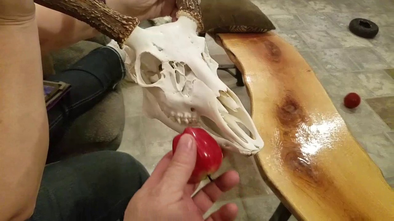 Jaw action European mount