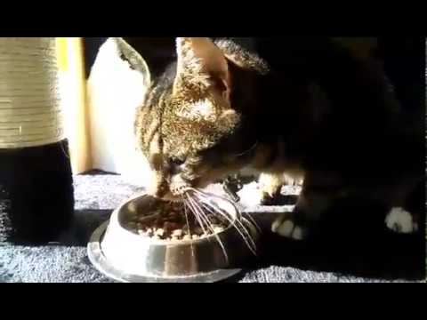 Video: Graanvrij Kattenvoer