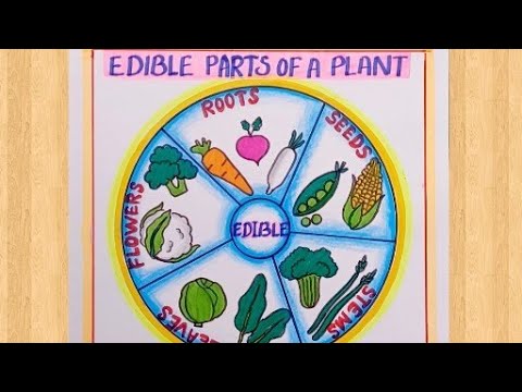 EASY PARTS OF THE PLANT DRAWING/ HOW TO DRAW PARTS OF A PLANT/ PARTS OF A  PLANT FOR SCHOOL PROJECTS