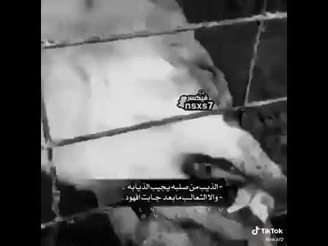 الذيب صلبه يجيب ذيابه