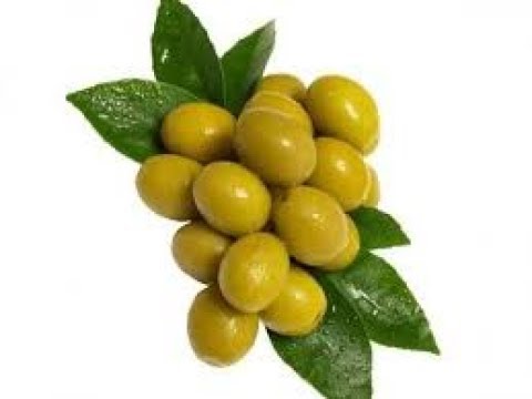 ننګرهار کې د تېرکال په پرتله د زیتونو حاصلات زیات شوي