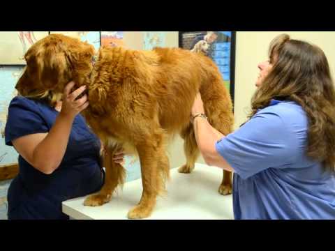 Video: Anatomy Of A Physical Exam: A Vet’s Perspective