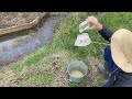 ウワサの魚 チョウセンブナを探す