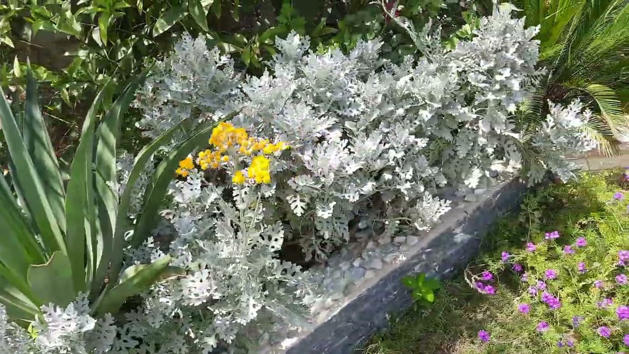 كيف تزرع وتكاثر النبات الثلجي ( سناريا )وتجعله نباتا مزهرا  How to plant and reproduce Senaria plant