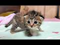 19-Day-Old Kittens Move to a Bigger Space for the First Time! 🐱