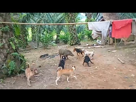 Serunya Berburu Babi Hutan Dengan Anjing Kampung
