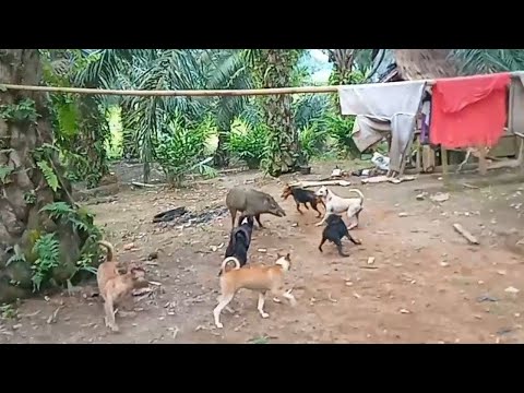 Video: Bawa Anjing Anda Bekerja: 4 Tips Untuk Seorang Rekan Kerja Model Anjing