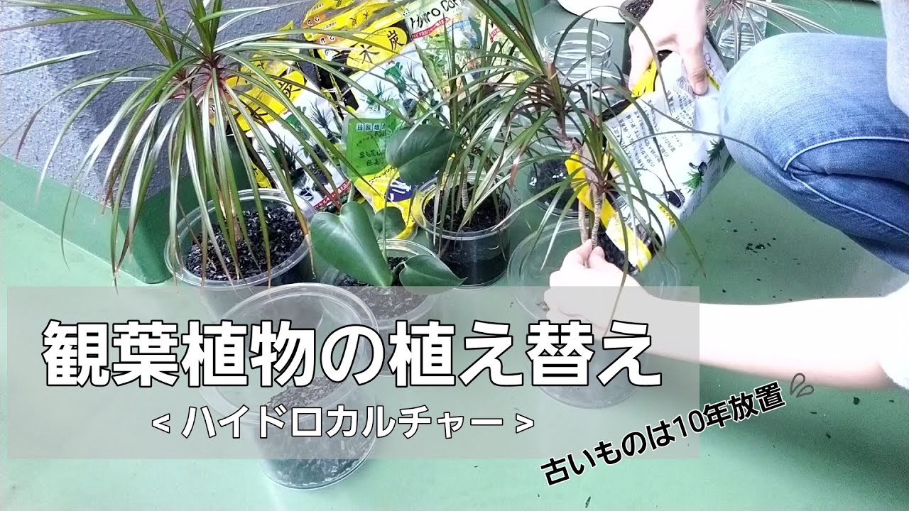 ハイドロカルチャー 木炭で水耕栽培 観葉植物の植え替え コンシンネ 40代独身一人暮らし Youtube