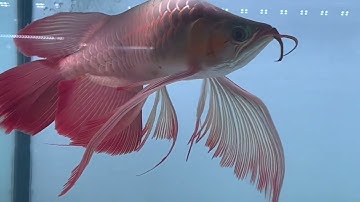 Super Red kumpai INDONESIA 2023