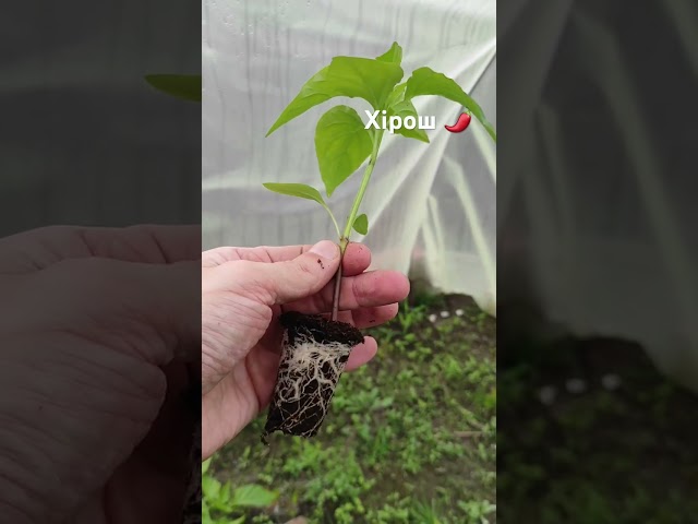 Перець Хірош 🌶️ гірький, розсада в Рівненській області 22.04.2024
