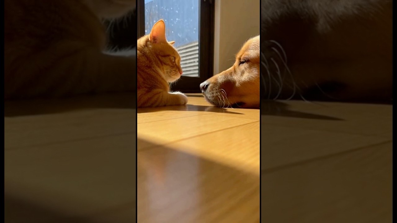 The shadow connected them. They didn’t notice.