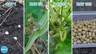 初めての大豆栽培 2023年【フクユタカ】 / Soybeans 2023 - YouTube