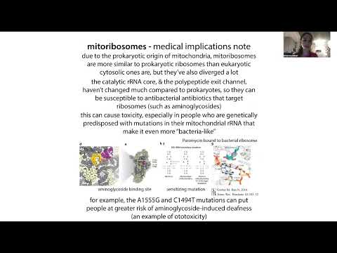 Video: Is mitochondriale gene polyadenilation?