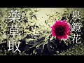 朗読　泉鏡花『薬草取』
