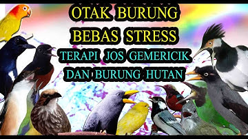 Wah Bikin Seger Terapi Burung Semua Jenis Stres Macet Bunyi Jadi Nyaut
