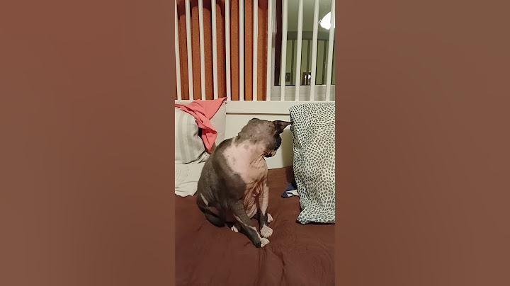 Версачик  ну очень  ленивый кот...😅❤️🐺