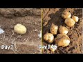スーパーで買った新じゃがいもをそのまま植えてみると… / How to regrow potatoes from store bought potatoes
