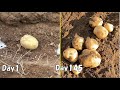 スーパーの新じゃがいもをそのまま植えてみた / How to regrow potatoes from store bought potatoes