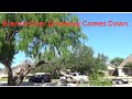 Taking Down the Mesquite Tree