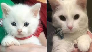 Люди отказались от котёнка с дефектом, а собака приняла и воспитала! Люди отказались от котёнка с дефектом, а собака приняла и воспитала!