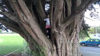 Time lapse tree climb