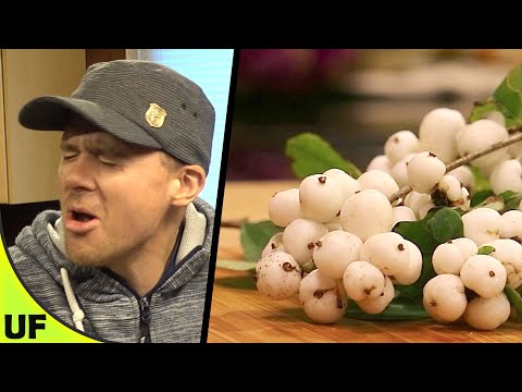 Video: Decorative Snowberry