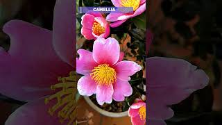 Enchanting Elegance Of Camellia Flowers |