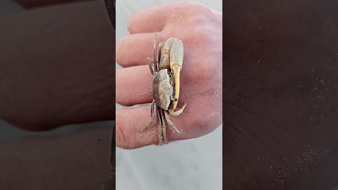 Un cangrejo 🦀 con una pinza muy grande y la otra pequeñita