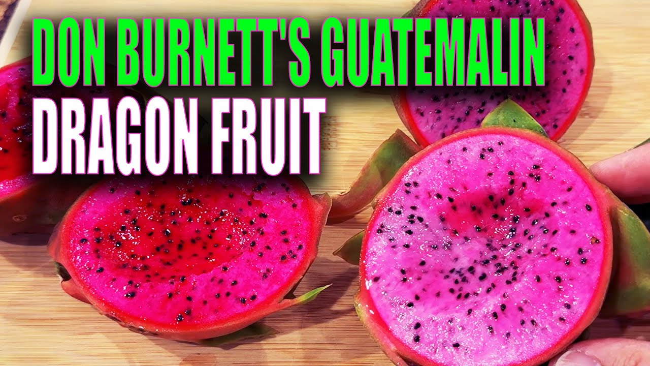 DON BURNETT'S GUATEMALIN DRAGON FRUIT REVIEW / FROM TAIWAN and was BOUGHT on EBAY