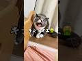 キショいが口癖のネコ