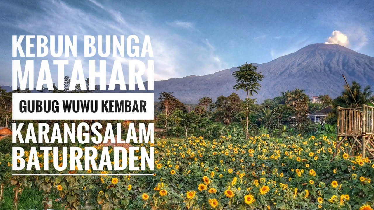 Baru Kebun Bunga Matahari Gubug Wuwu Kembar Karang Salam Baturraden Baru Kebun Bunga Matahari Gubug Wuwu Kembar Karang Salam Baturraden