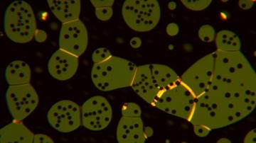 Liquid Crystal Phase Transition (Isotropic to Nematic)