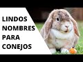 Lindos nombres para tu conejo