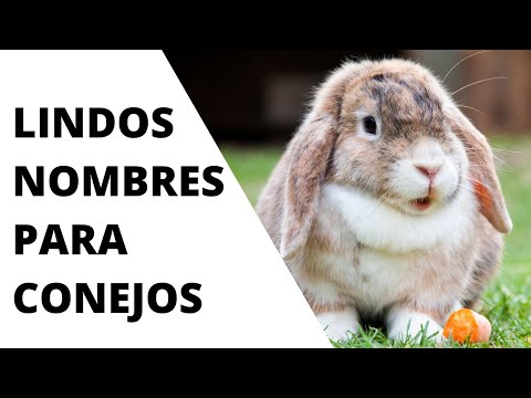 Video: Cómo Nombrar Un Conejo Decorativo