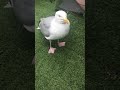 Seagull is sad when he hears england lost the match