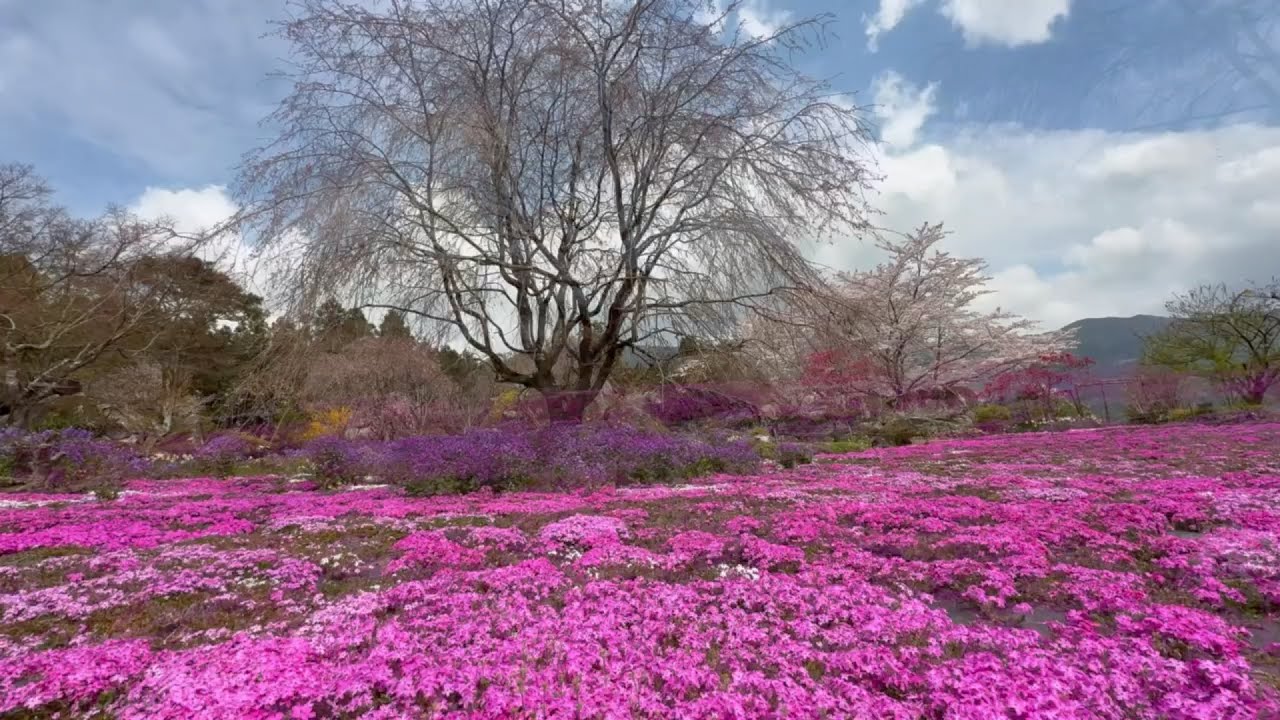 連年余り - 于培山 March 30, 2026: Somei Yoshino cherry blossoms in full bloom