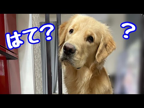 今日も遊びに夢中な困り顔のゴールデンレトリバー Youtube