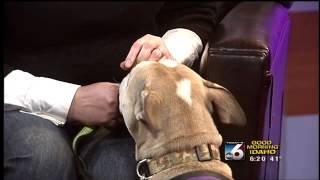 Bully Breed Dog Rescue Bully Breed Dog Rescue