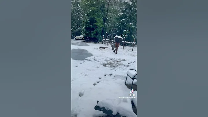 200 lb mastif plays with truck tire.