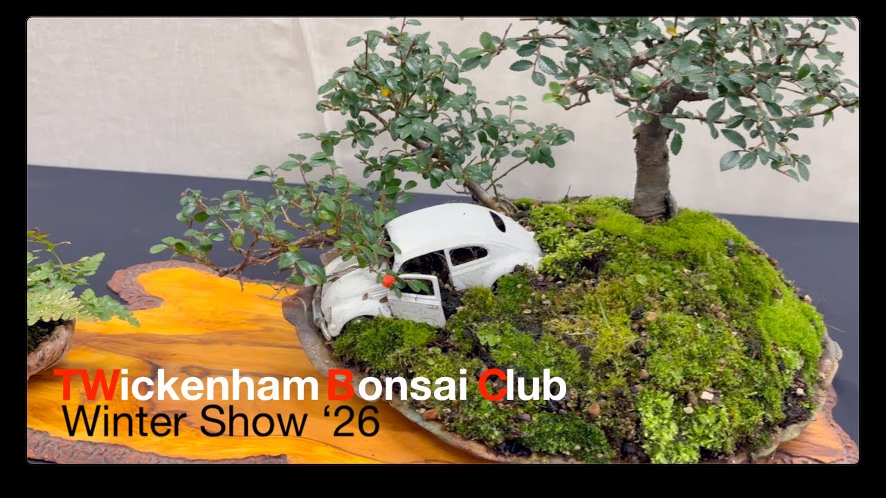 The Twickenham Bonsai Club Winter Show 2026 | Highlights & Exhibition   HD 1080p