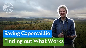 Creating better conditions for endangered Capercaillie at RSPB Scotland